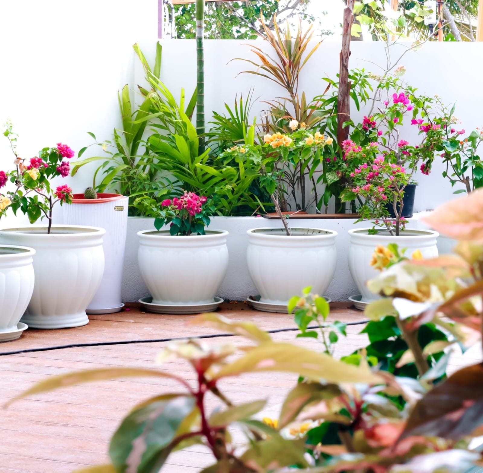 Garden area