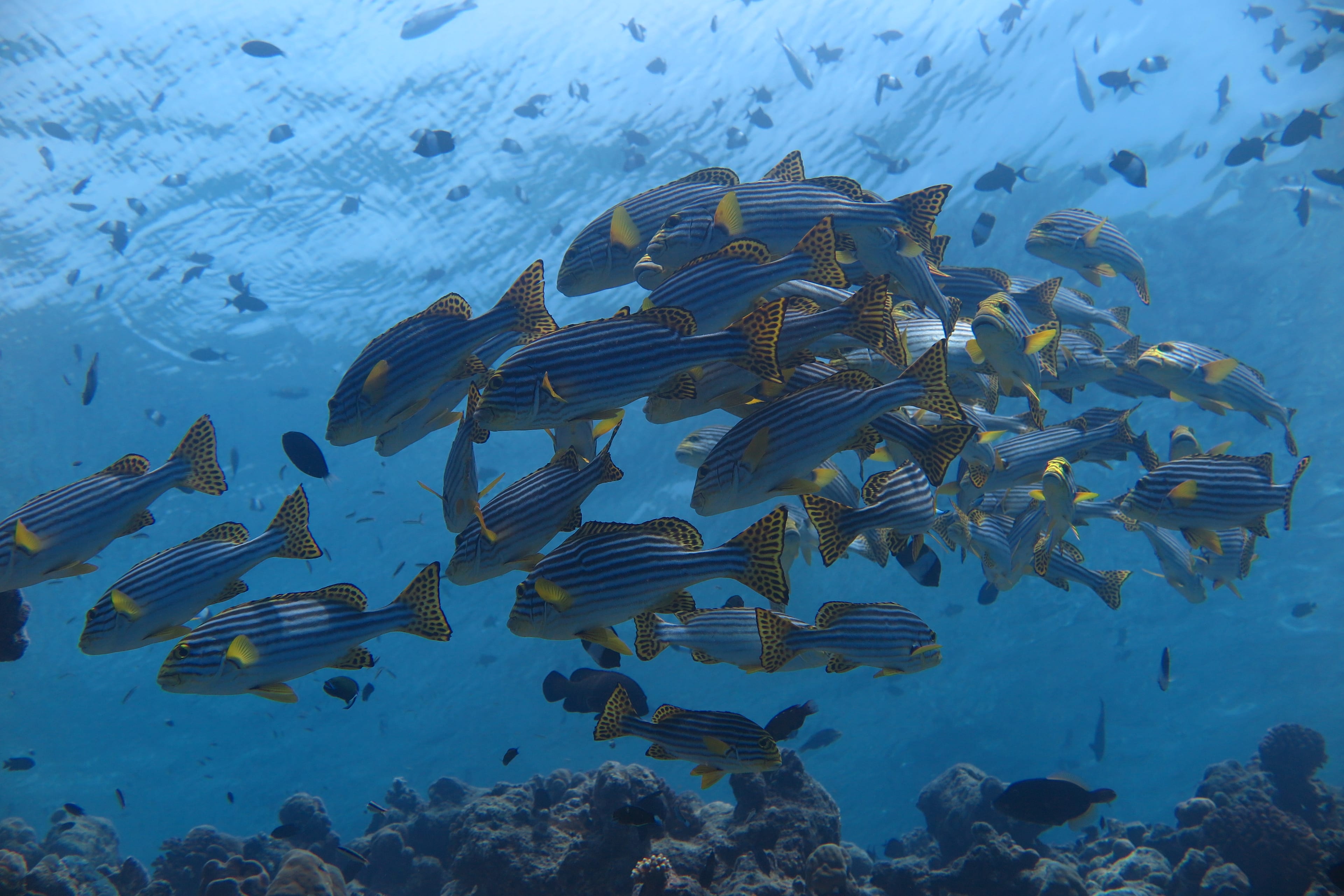 Snorkelling Trip